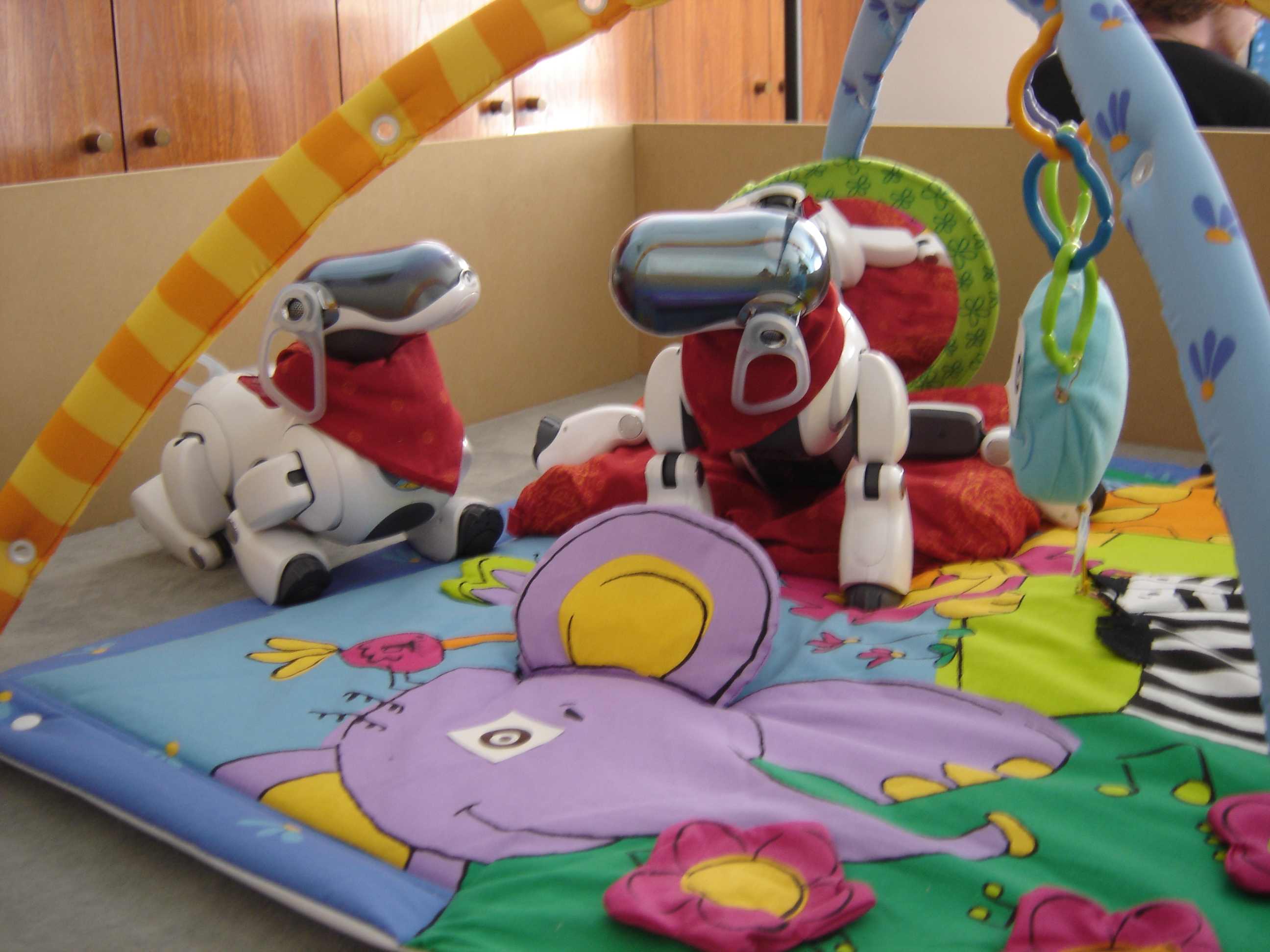  The Playground Experiment: a quadruped robot explores and learn physical and social affordances through curiosity-driven learning.